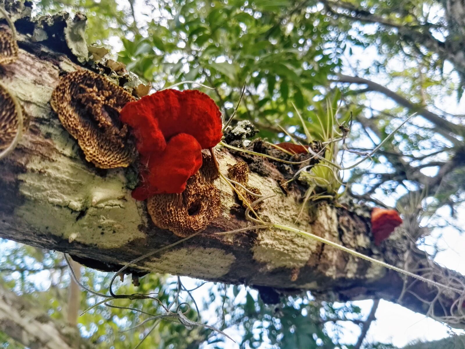 HUAWEI P8 sample photo. Hongos photography