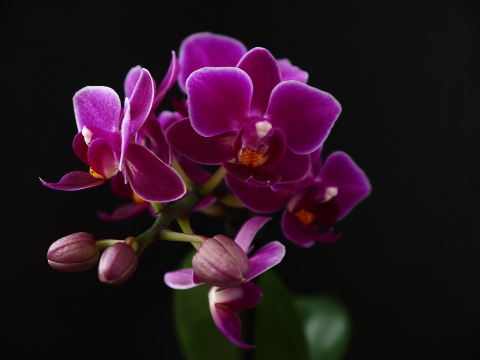Panasonic DMC-G70 sample photo. Orchids, purple, blossom photography