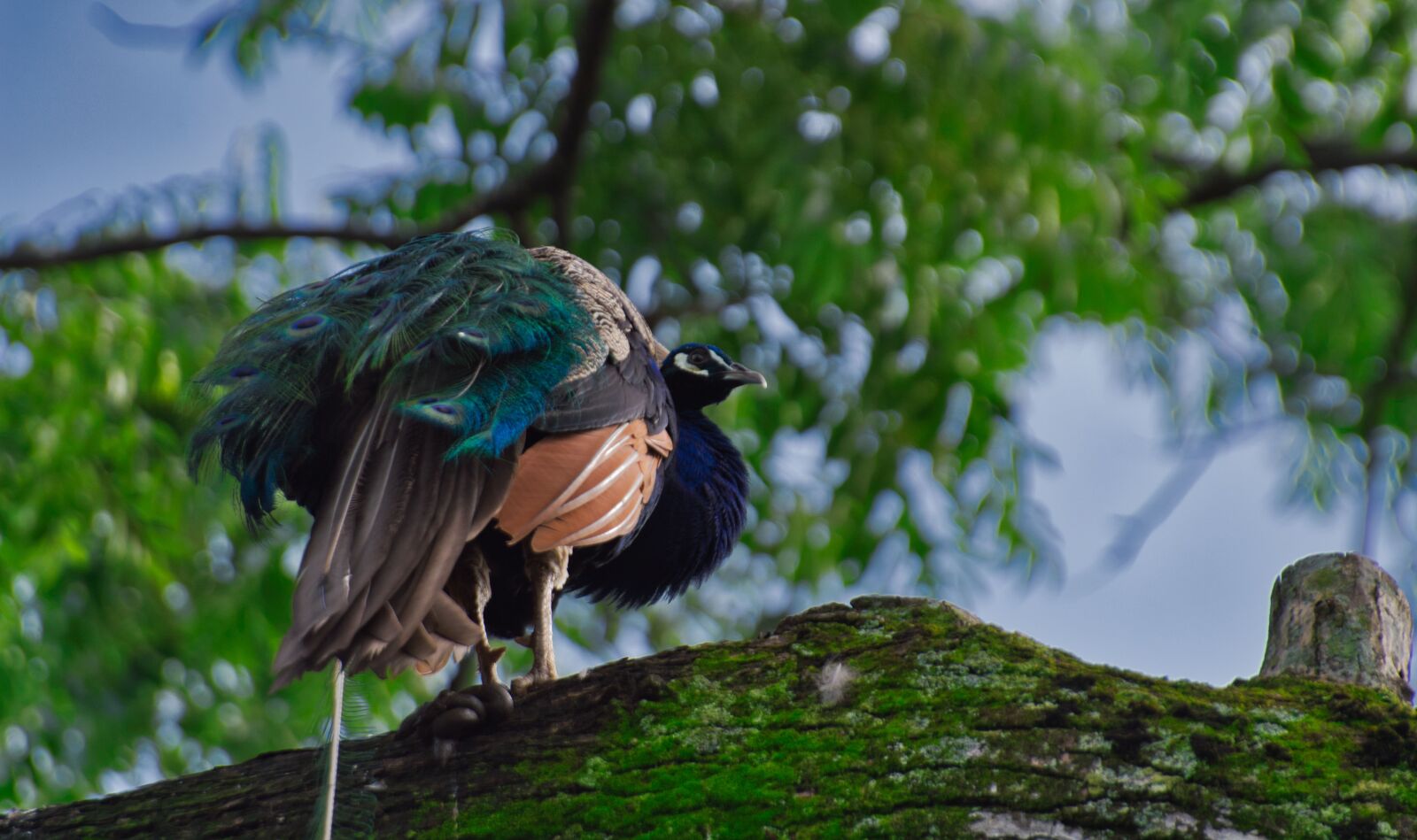 Nikon D3200 sample photo. Costa rica, ave, peacock photography