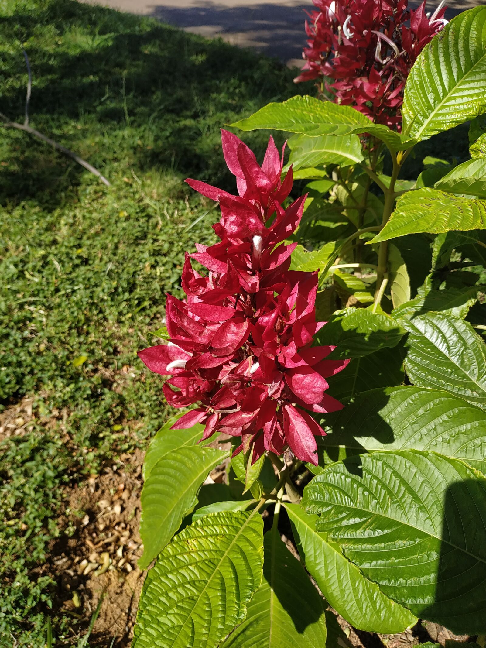 Xiaomi Redmi Note 6 Pro sample photo. Spring, flowers, field photography