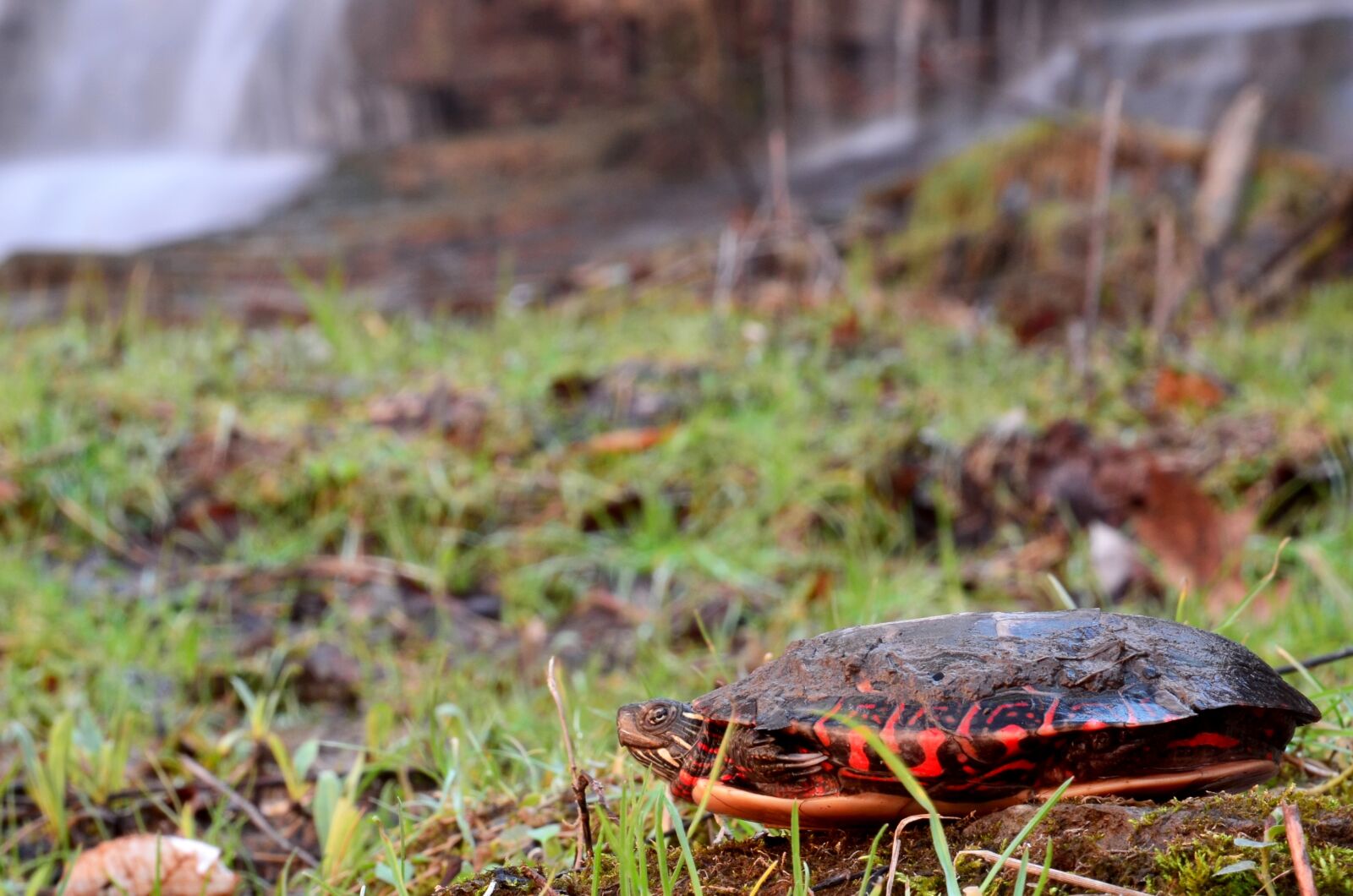 Nikon D7000 sample photo. Turtle, water, reptile photography