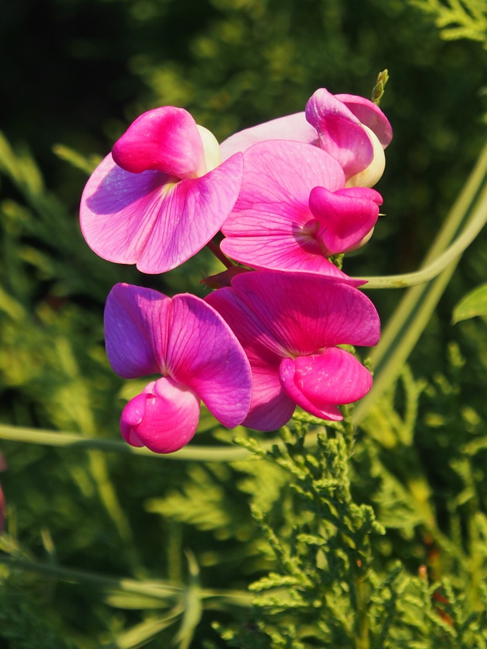 Olympus OM-D E-M5 sample photo. Vetches, pink, climber plant photography