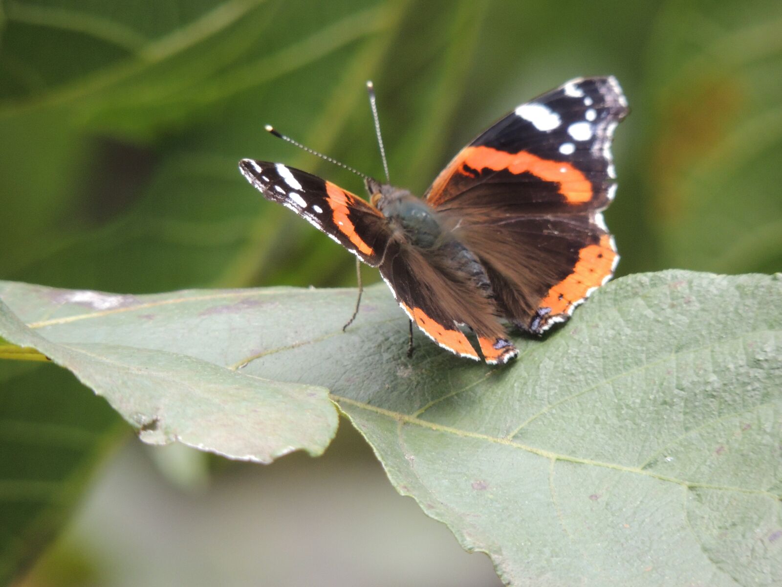 Nikon Coolpix P510 sample photo. Nature, animals, butterfly photography