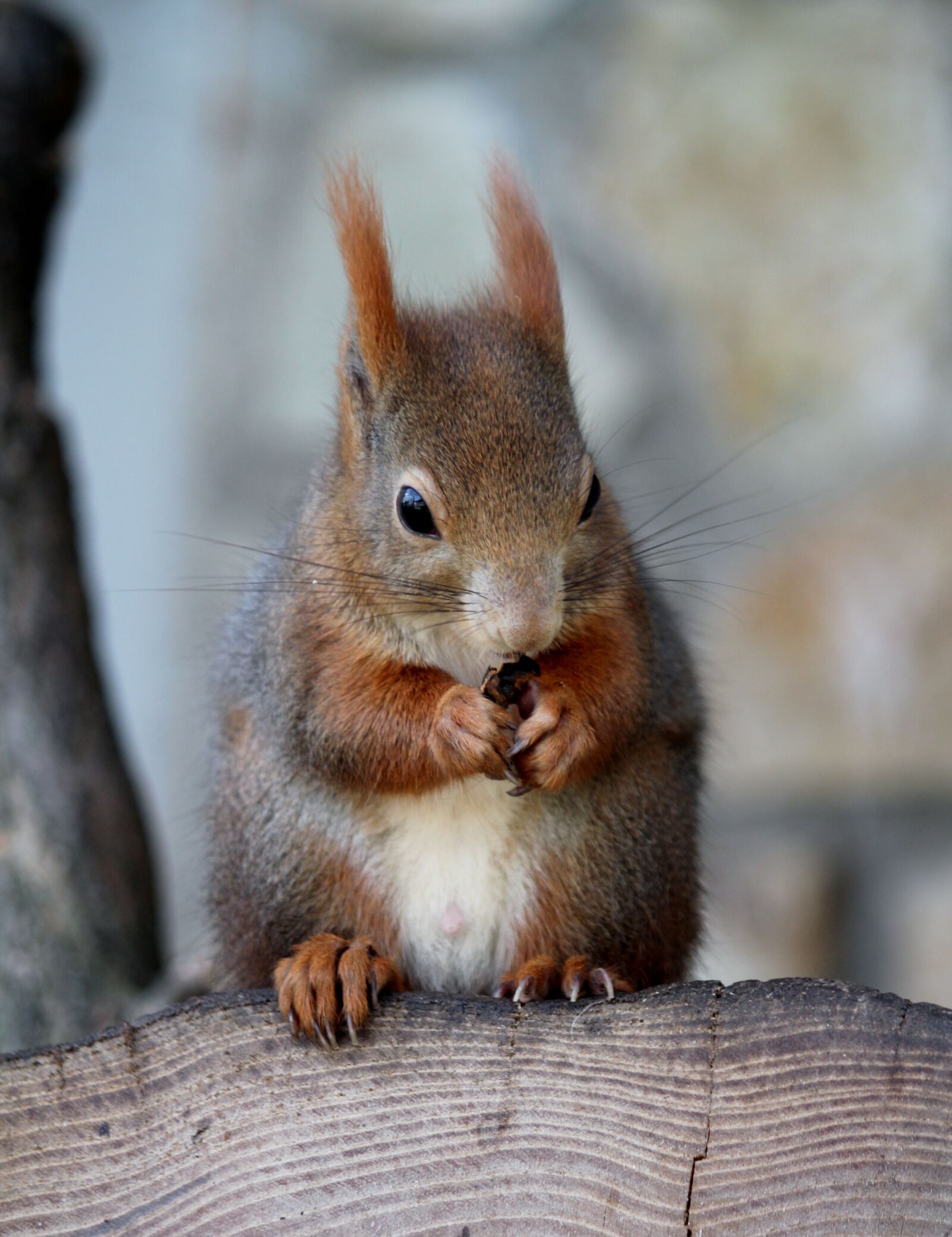 Canon EOS 550D (EOS Rebel T2i / EOS Kiss X4) sample photo. The squirrel, nut, food photography