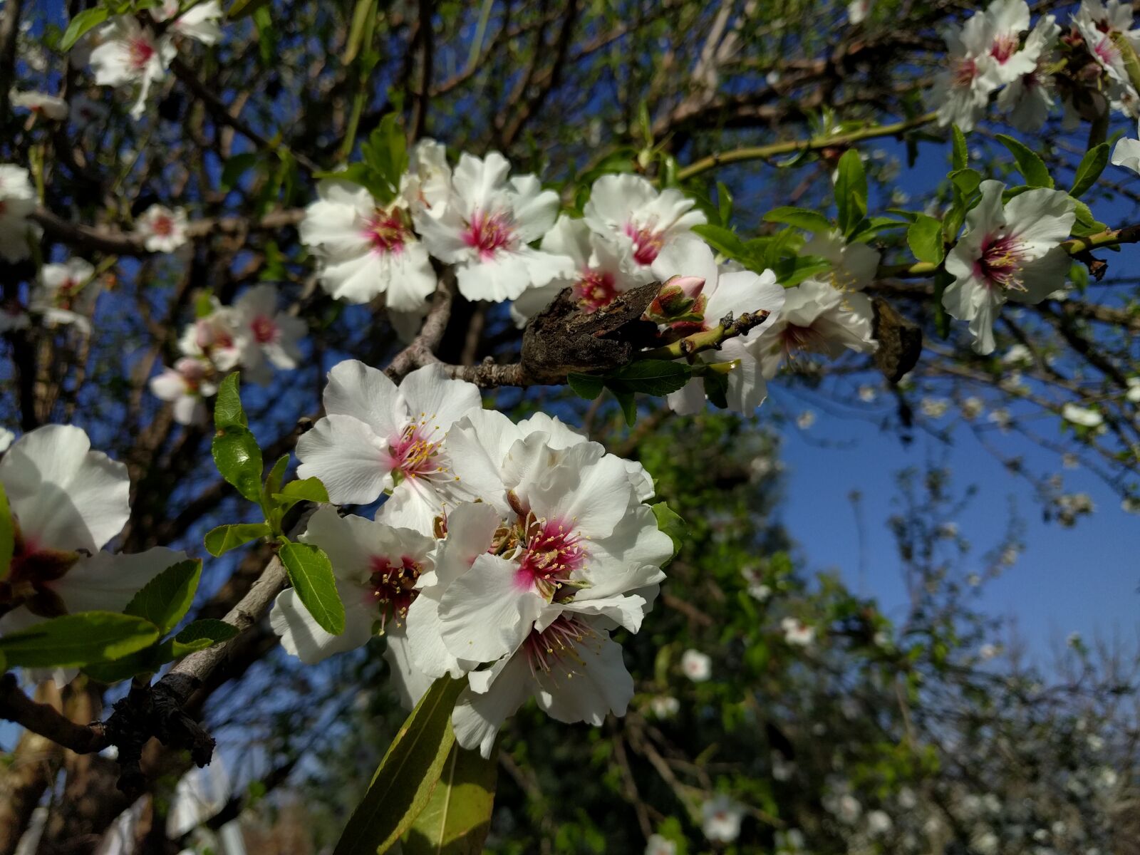 Google Nexus 6P sample photo. Flowers, nature, plants photography