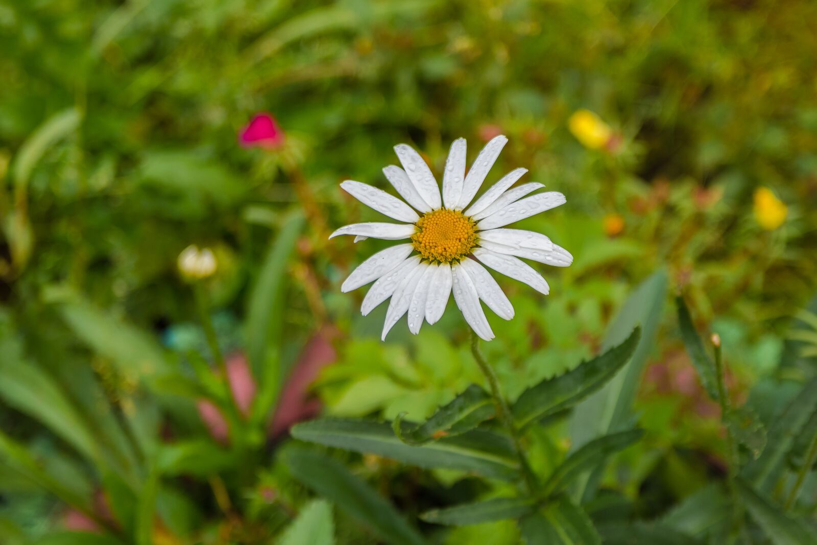 Nikon D7200 sample photo. Daisy, flowers, summer photography