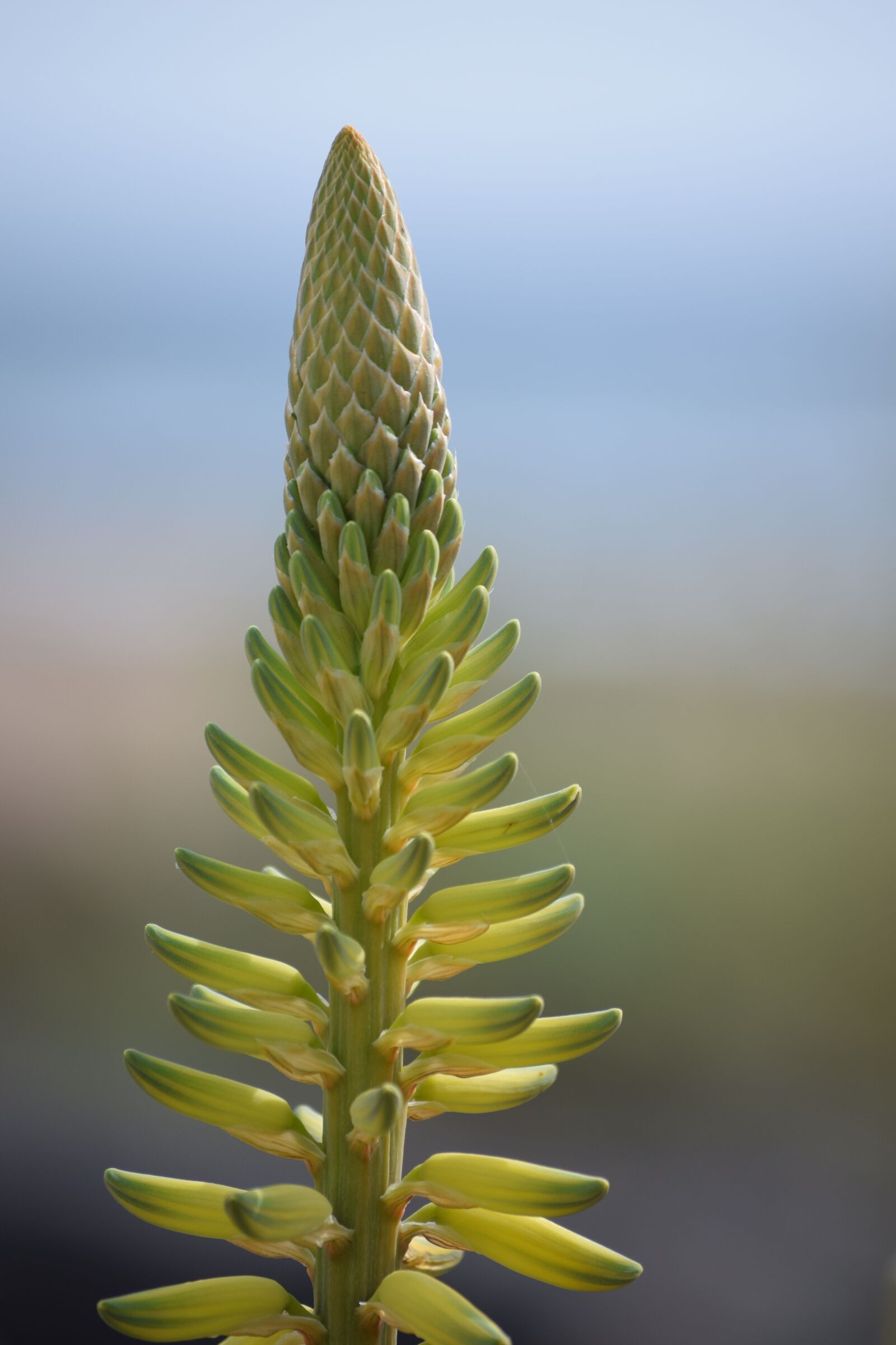 Nikon D5300 sample photo. Plant, buds, garden photography