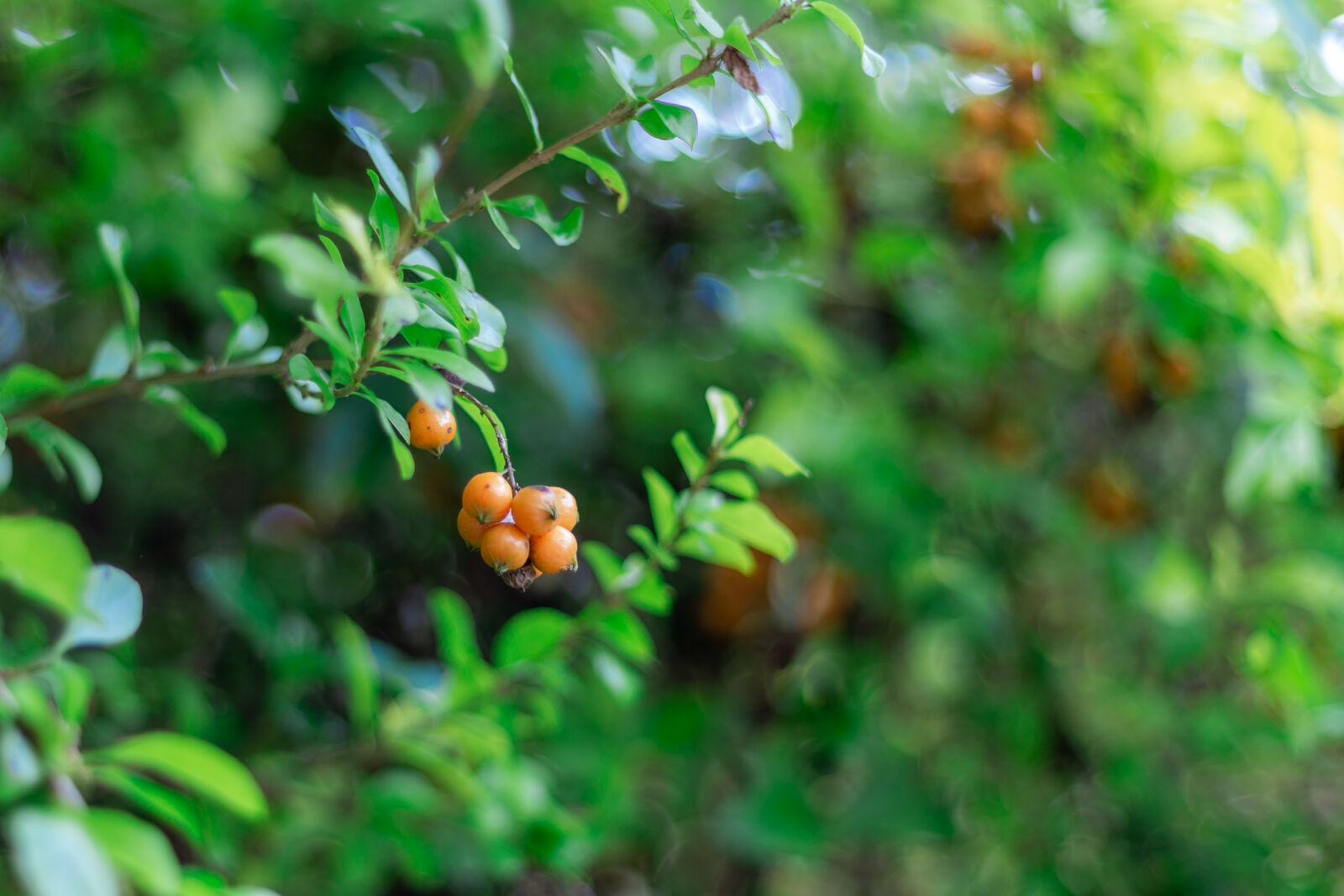 Canon EOS 6D sample photo