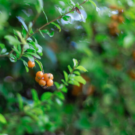 Canon EOS 6D + Canon EF 50mm F1.8 STM sample photos - ExploreCams