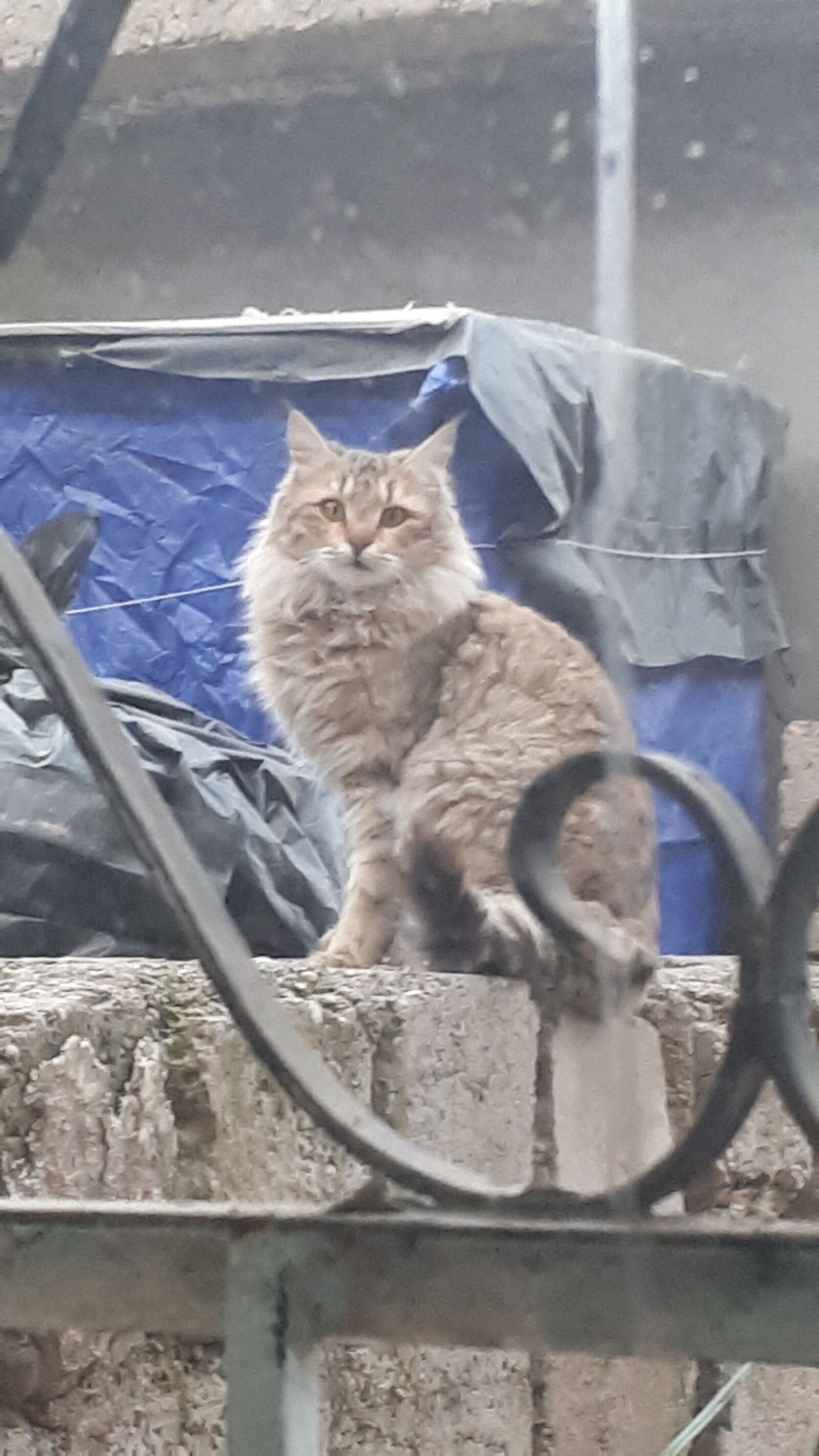 Samsung Galaxy A5(2017) sample photo. Cat, cute, fat cat photography