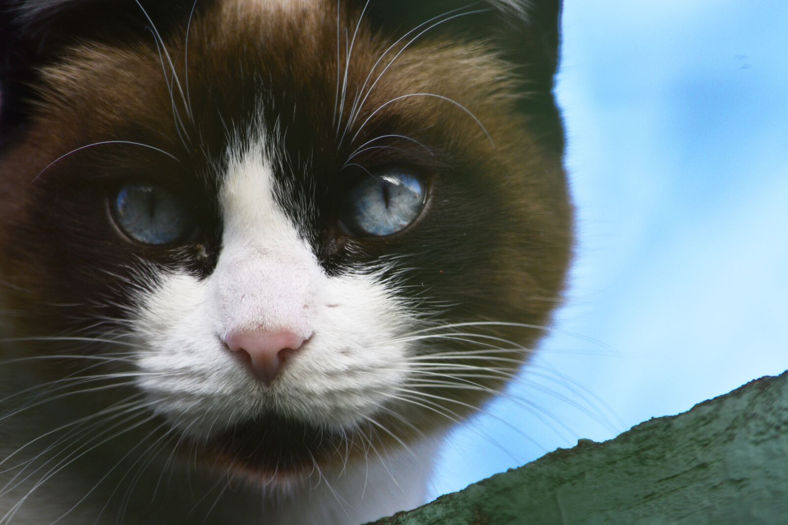 Nikon D5200 sample photo. Cat, eye cat, blue photography