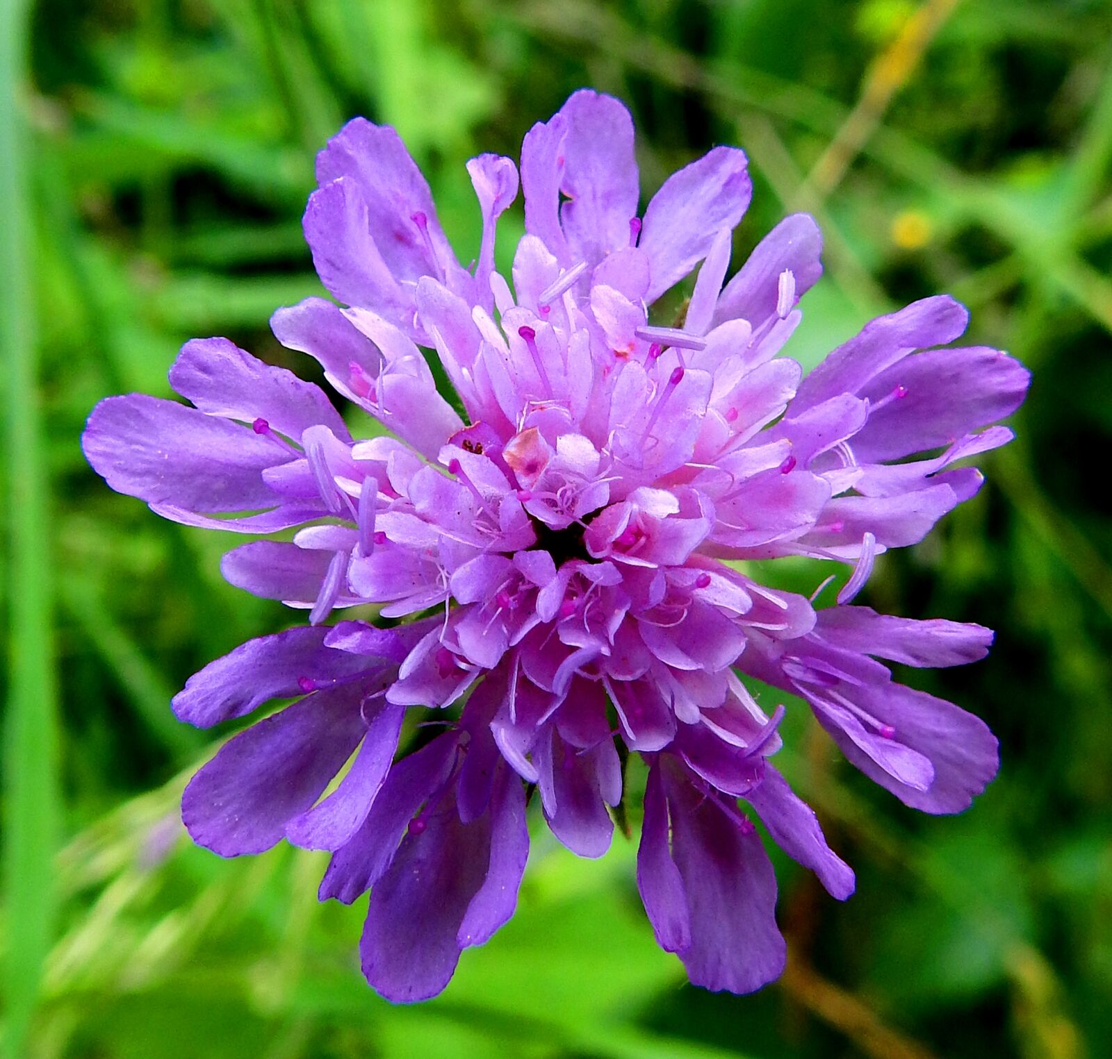Nikon Coolpix P900 sample photo. Flower, widow, of photography