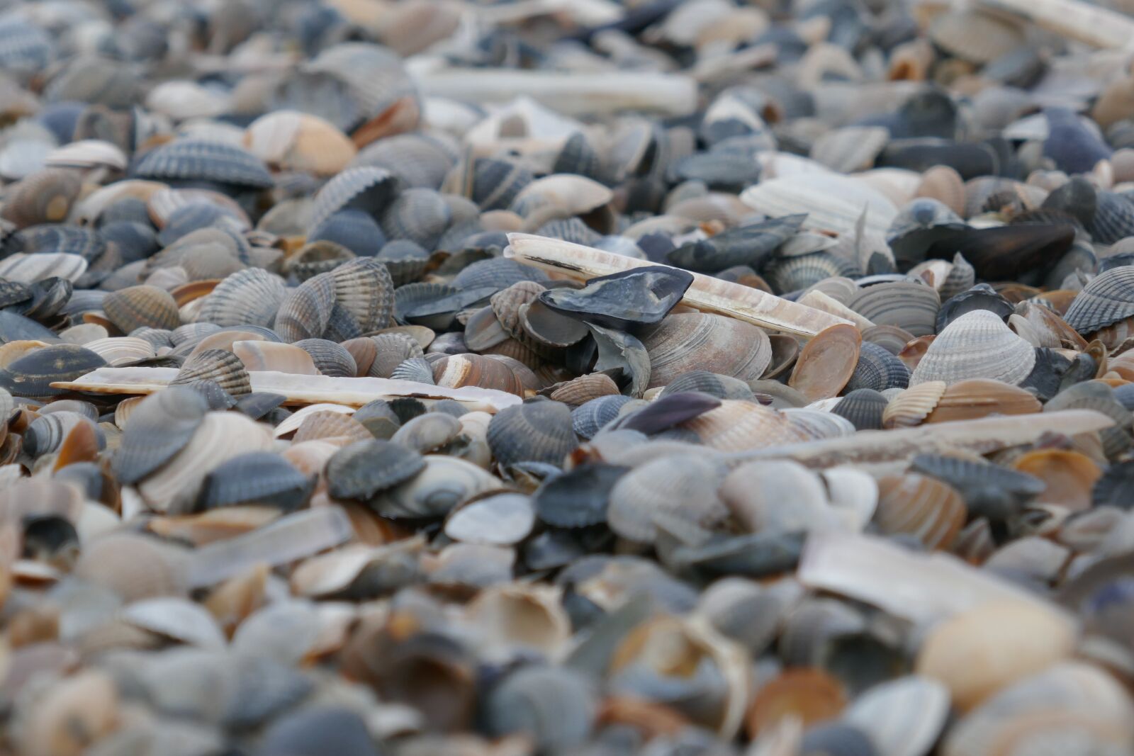 Panasonic DMC-TZ101 sample photo. Mussels, beach, stones photography