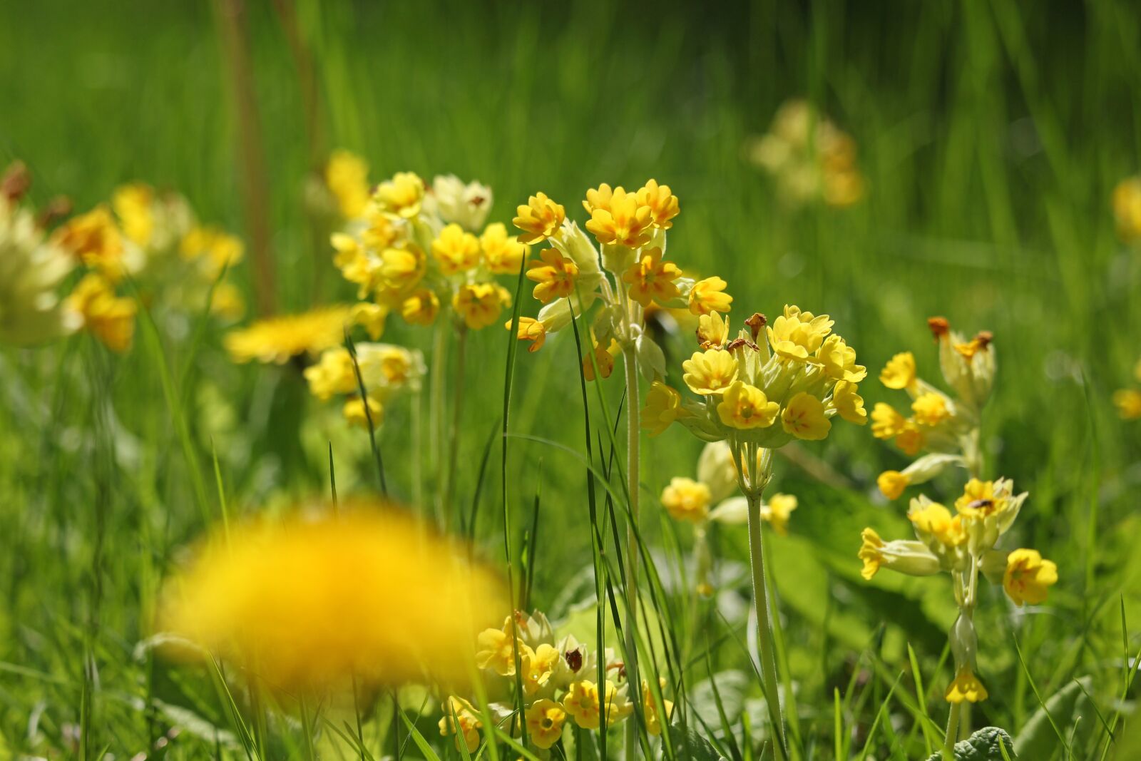 Canon EF-S 55-250mm F4-5.6 IS STM sample photo. Cowslip, flower meadow, grass photography