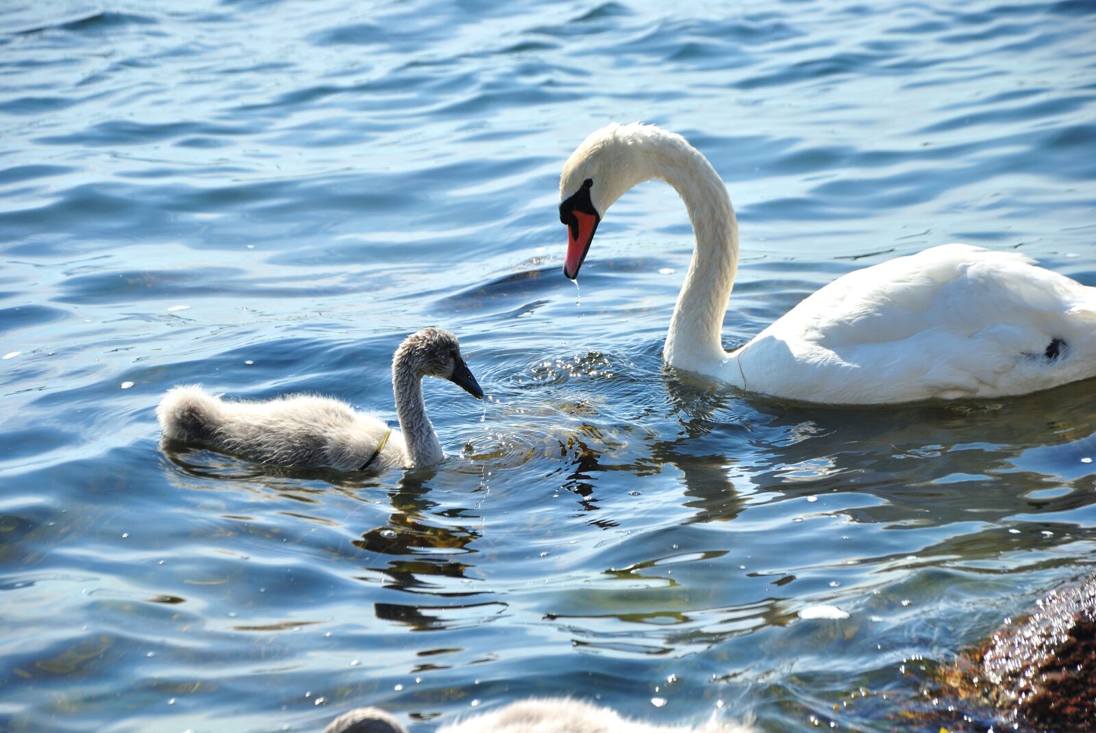 Nikon D3000 sample photo. Swan, swans, water photography