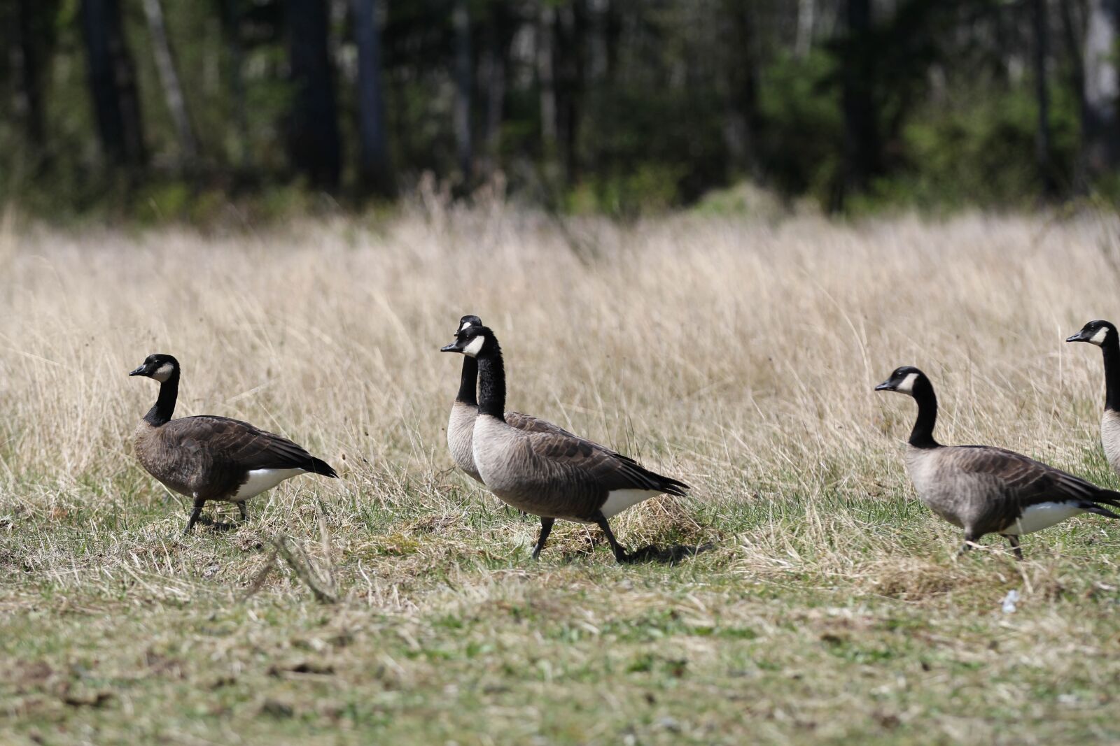 Canon EOS 60D + Canon EF 70-200mm F2.8L IS II USM sample photo. Canada geese, bird, nature photography