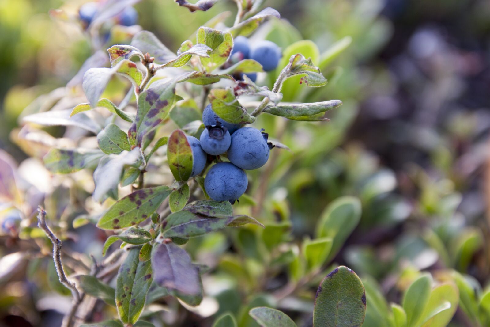 Canon EOS 450D (EOS Rebel XSi / EOS Kiss X2) sample photo. Blueberries, canada, blueberry plant photography
