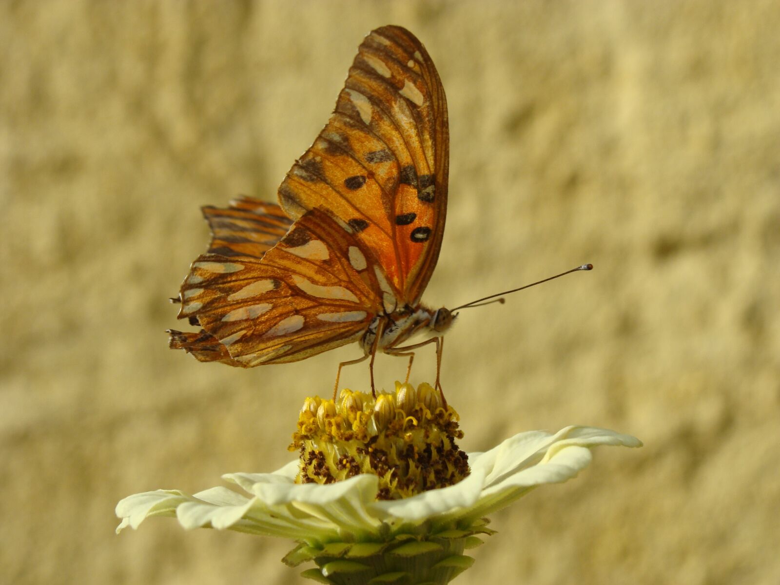 Sony Cyber-shot DSC-H10 sample photo. Butterfly, garden, flowers photography