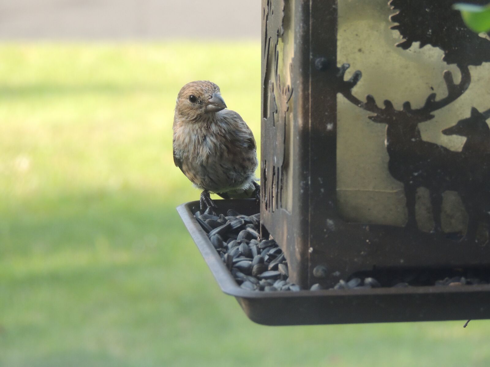 Nikon Coolpix P510 sample photo. Bird, wildlife, animal photography