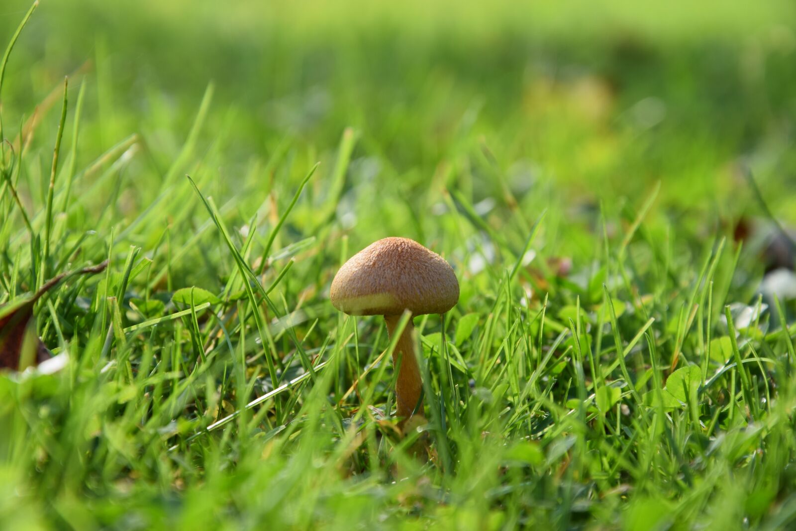Nikon D3300 sample photo. Mushroom, meadow, green photography