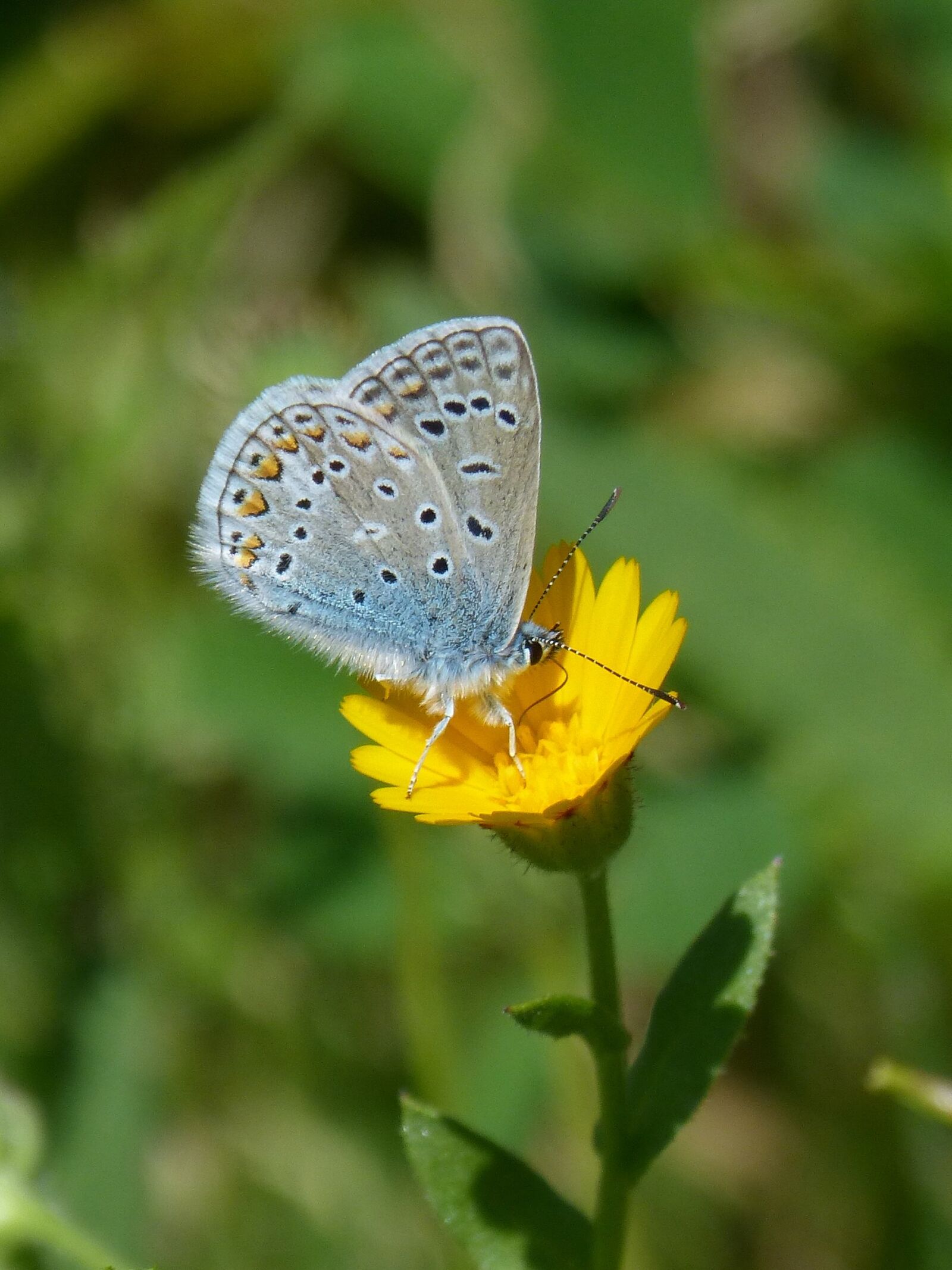 Panasonic DMC-FZ62 sample photo. Polyommatus icarus, blue butterfly photography