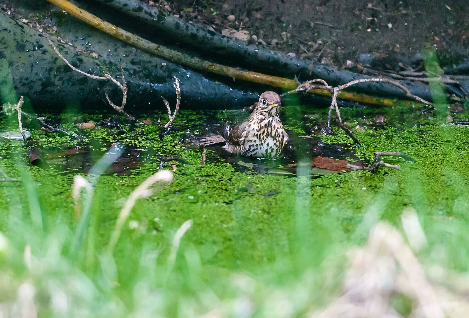 Nikon D5000 sample photo. Nature, grass, bird photography