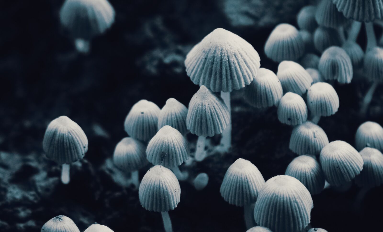 Nikon D5100 sample photo. Mushroom, beautiful, natural photography