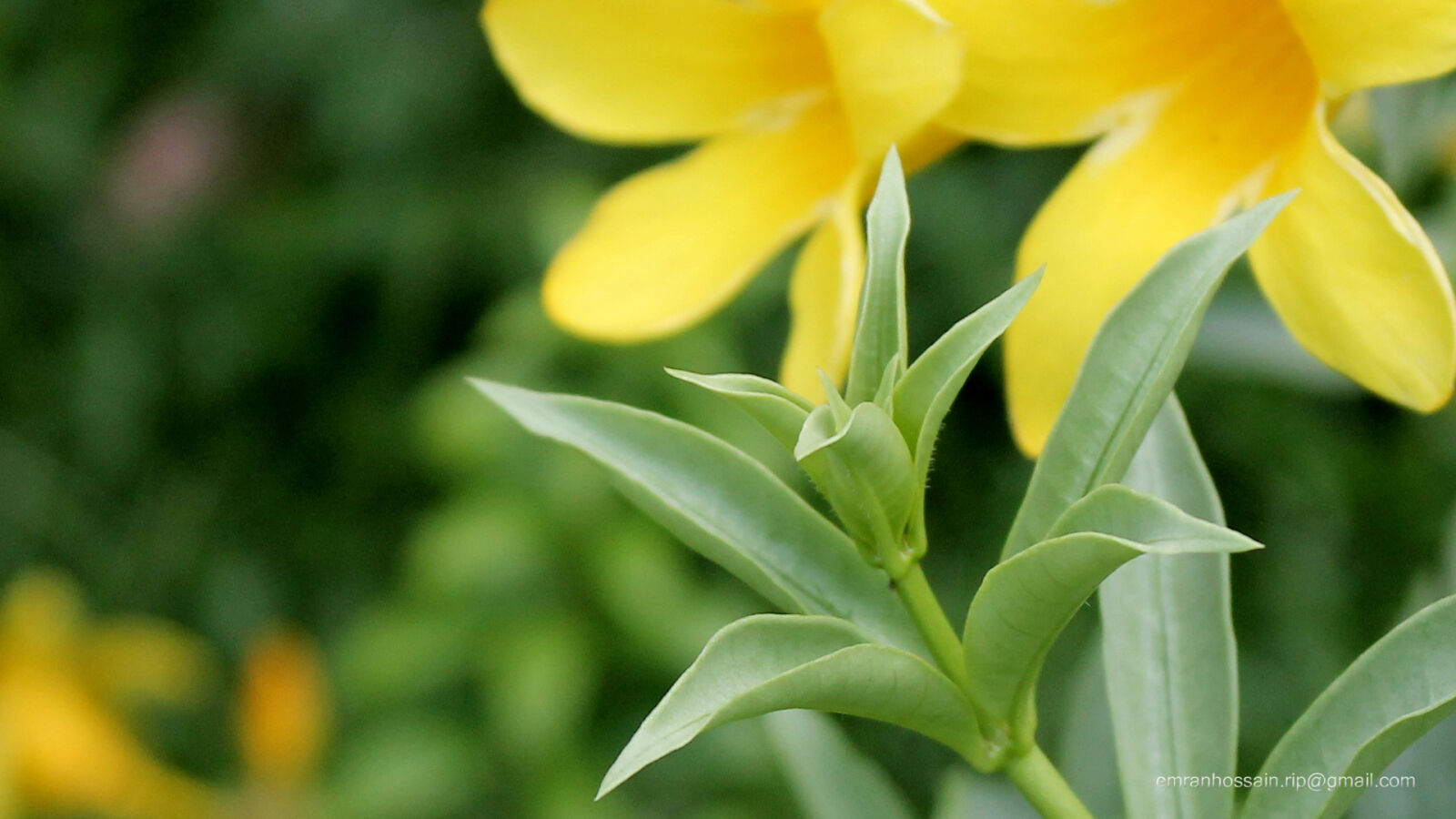 Canon EOS 1100D (EOS Rebel T3 / EOS Kiss X50) sample photo. Nature, nice, wallpaper photography