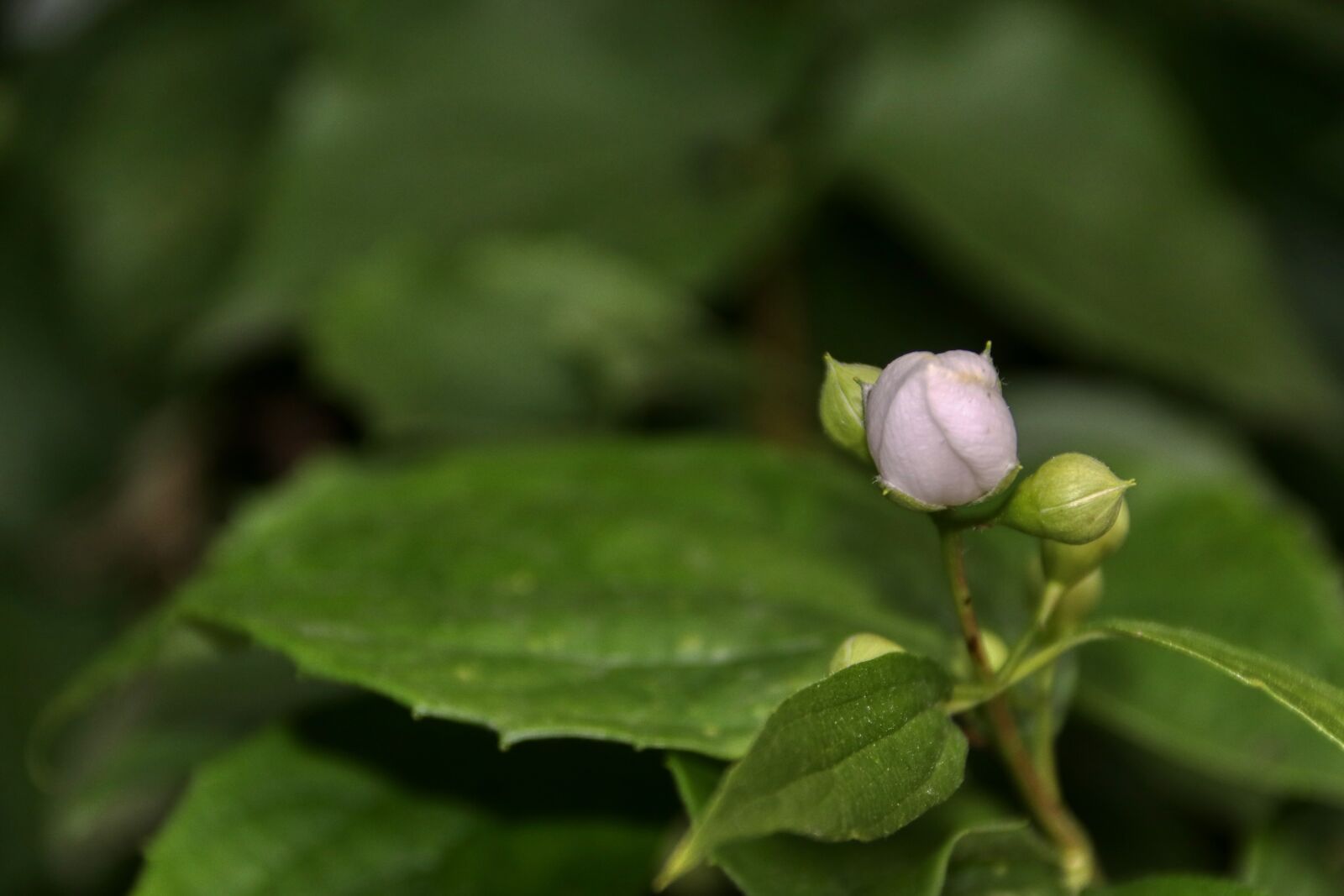 Canon EOS 80D sample photo. Flower, rose, blossom photography