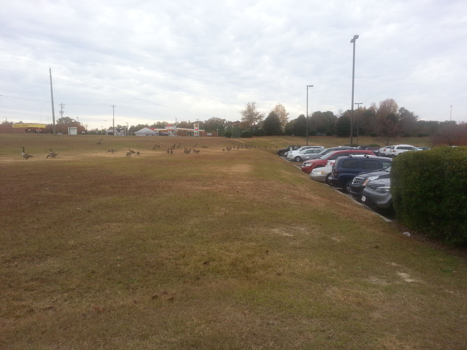 Samsung Galaxy Note2 sample photo. Grass, feild photography