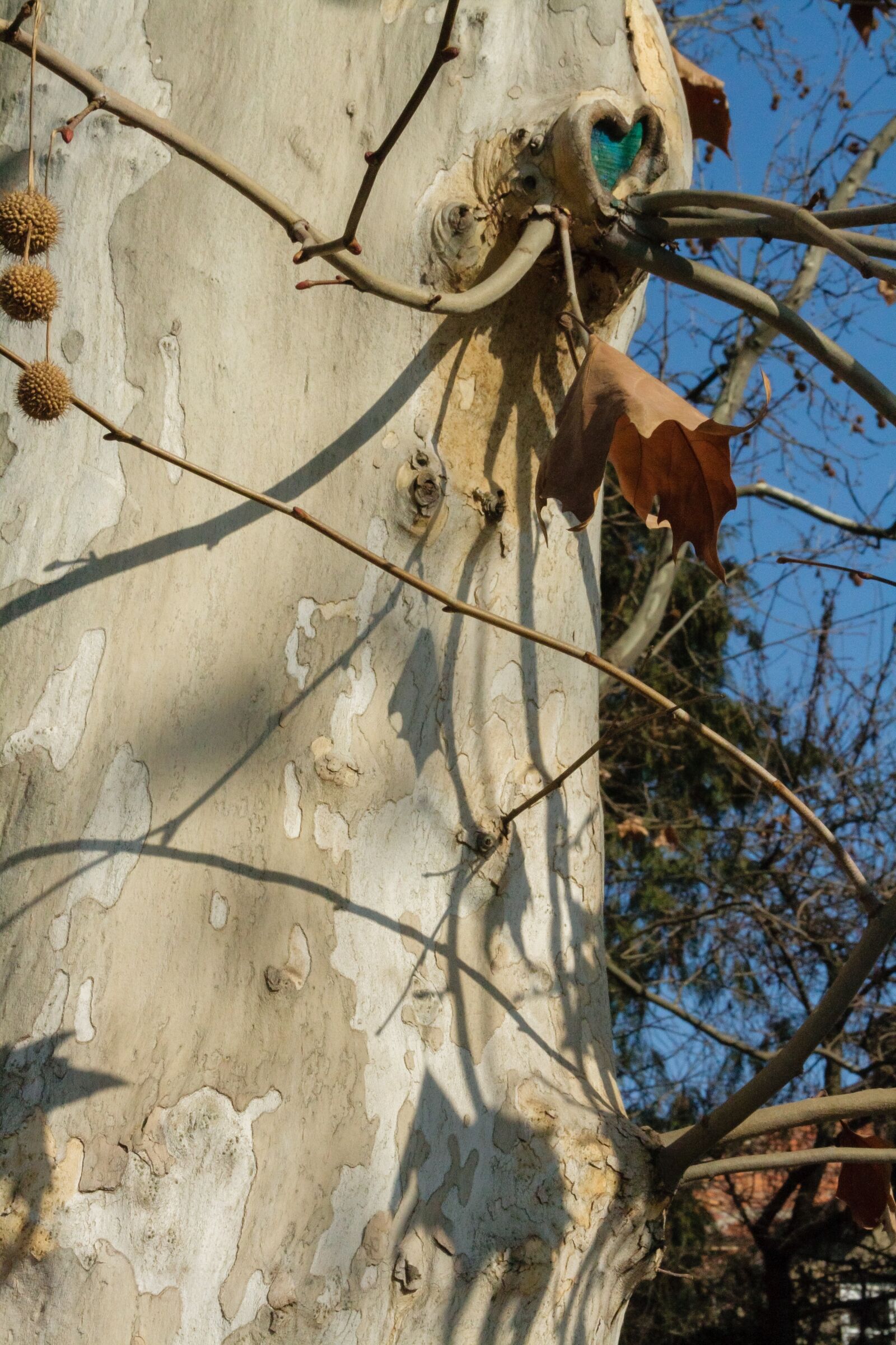 Canon EOS 400D (EOS Digital Rebel XTi / EOS Kiss Digital X) sample photo. Plane tree, platanus, tree photography