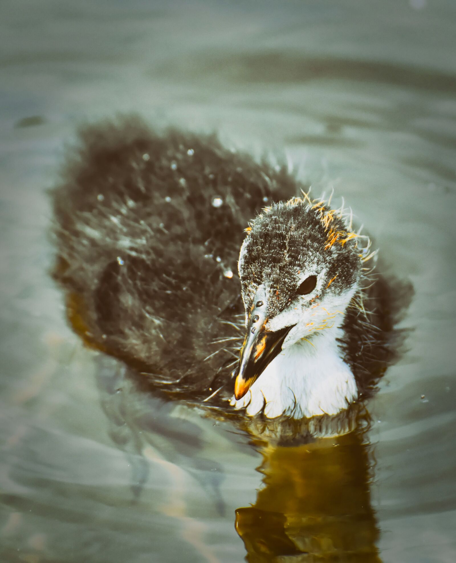 Nikon D7200 sample photo. Coot, chicks, animal photography