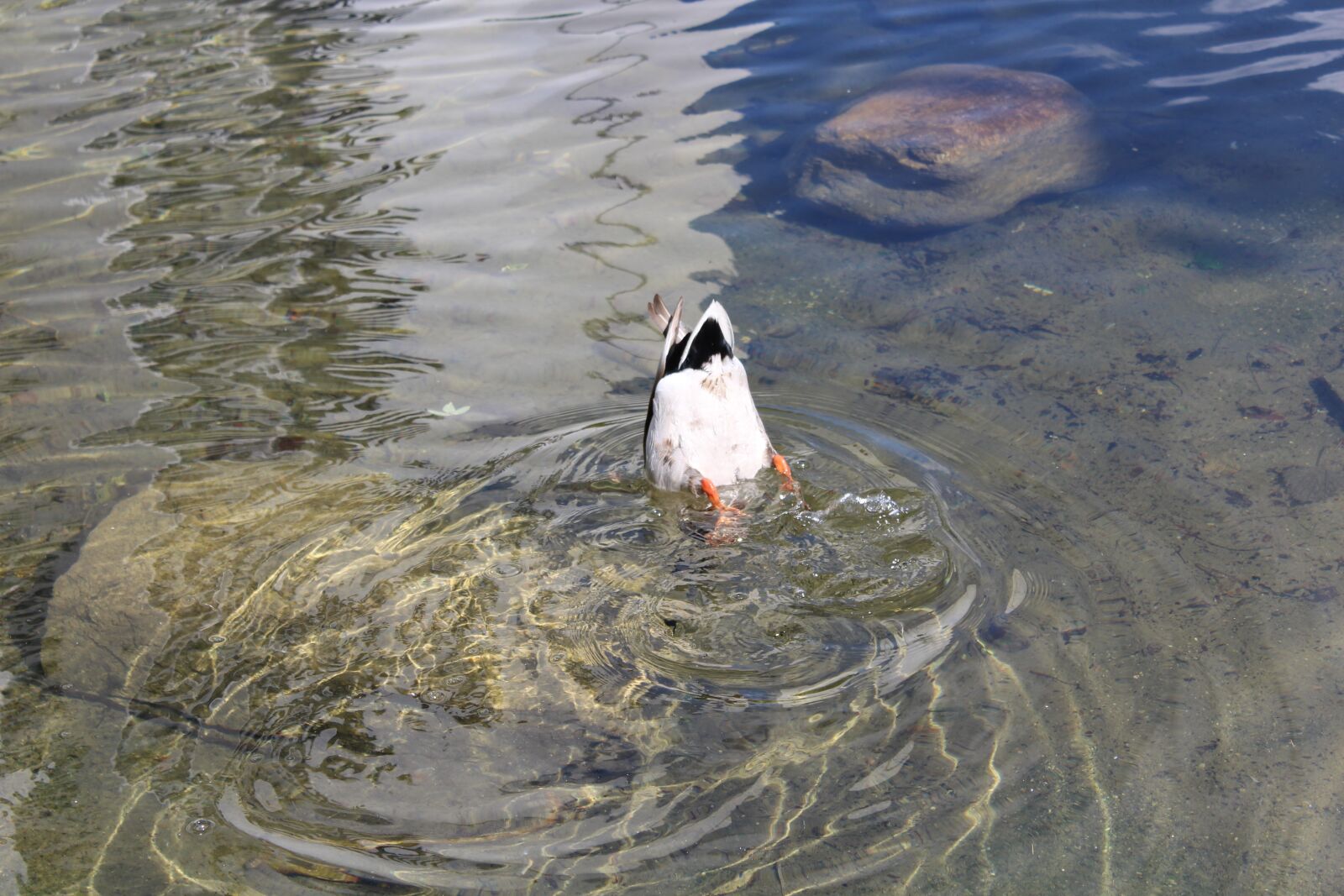 Canon EOS 1300D (EOS Rebel T6 / EOS Kiss X80) sample photo. Duck, diving, bird photography
