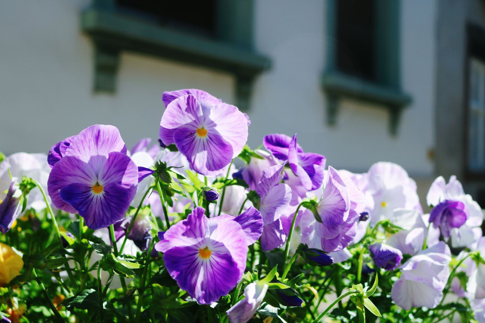 Canon EOS 750D (EOS Rebel T6i / EOS Kiss X8i) sample photo. Basel, sunny days, natural photography
