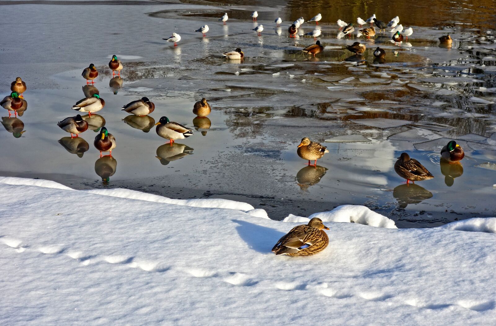 Sony Cyber-shot DSC-RX100 sample photo. Ducks, birds, pond photography