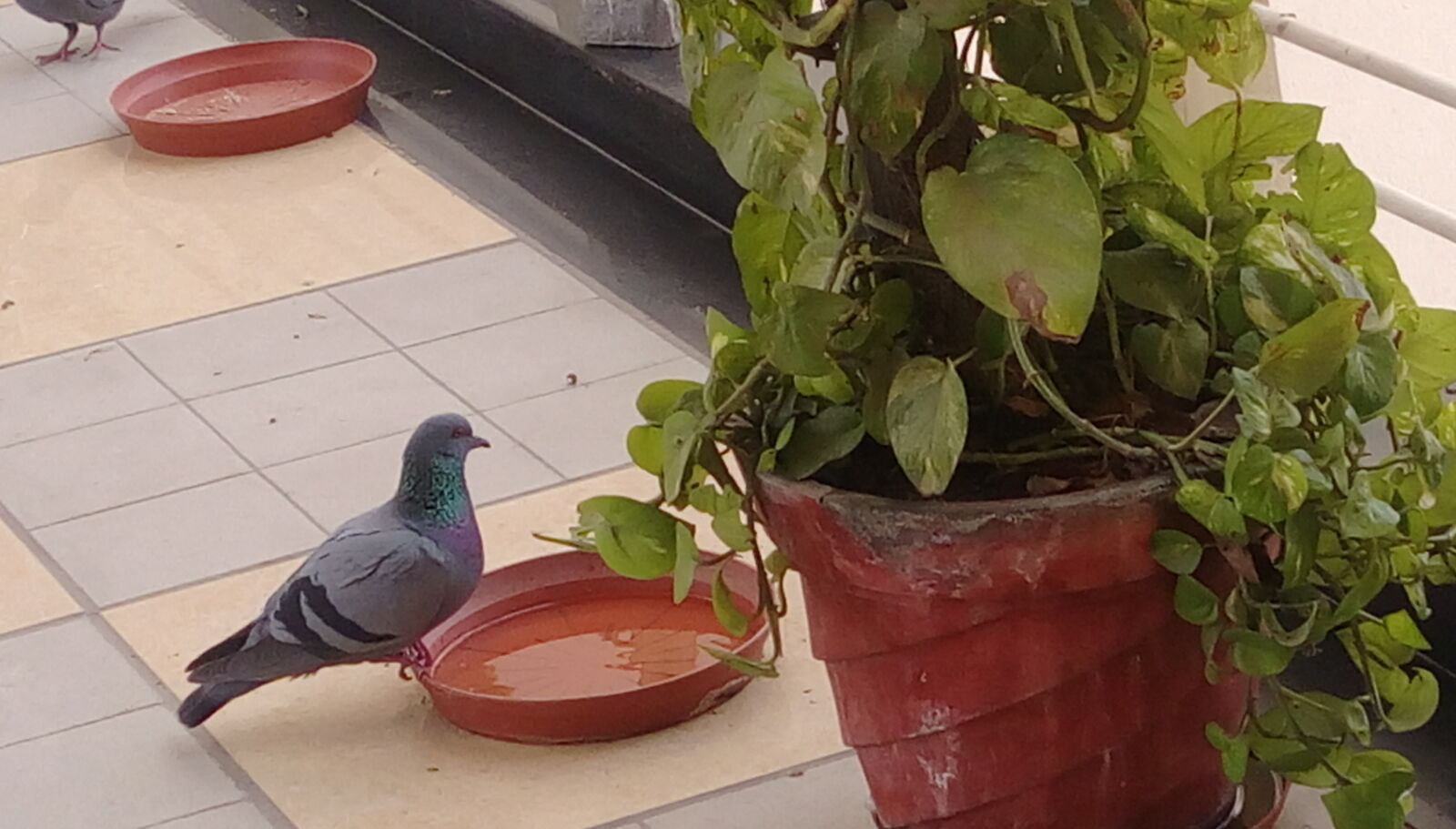 HTC DESIRE 828 DUAL SIM sample photo. Bird, pigeon, pigeons, plant photography