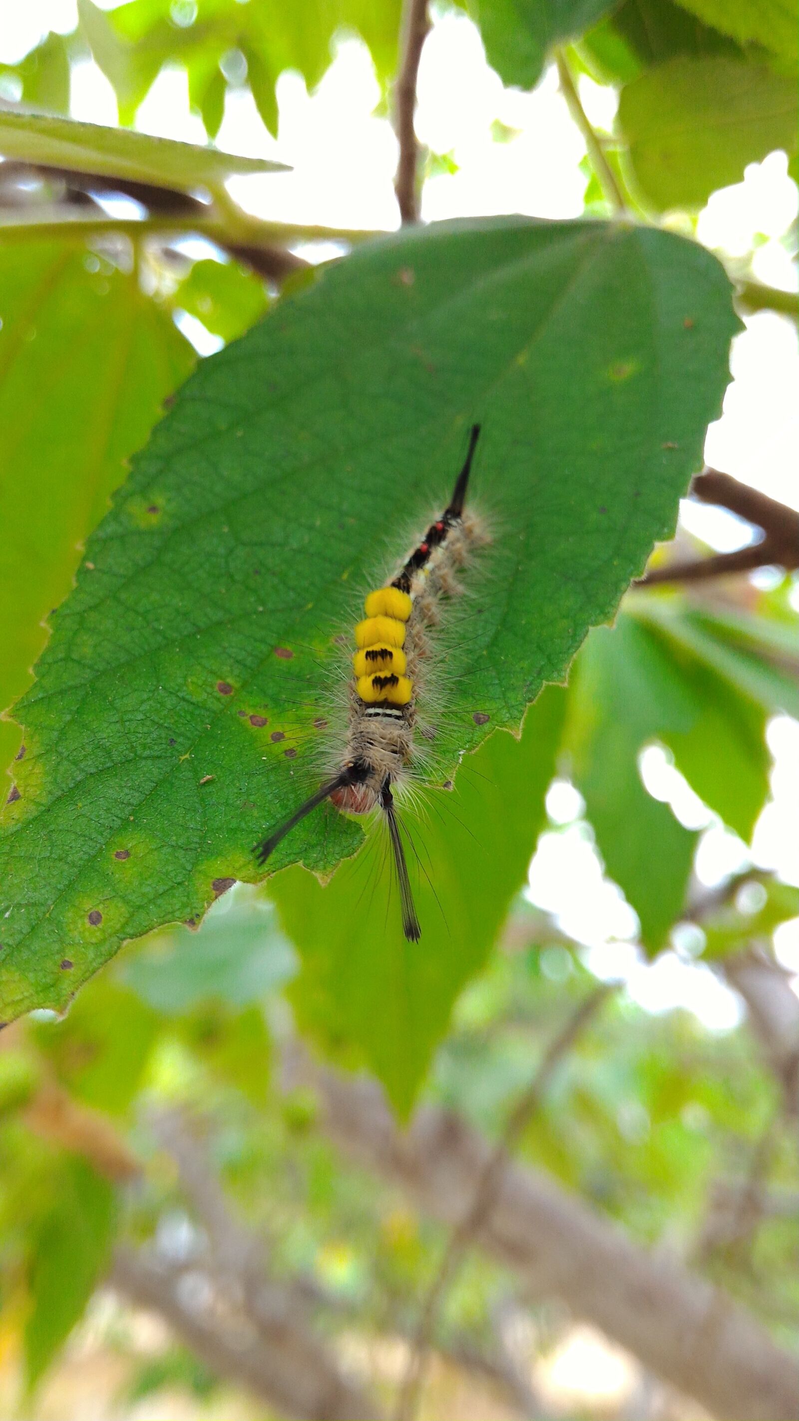 ASUS ZenFone 2 (ZE551ML) sample photo. Caterpillar, insect, butterfly photography