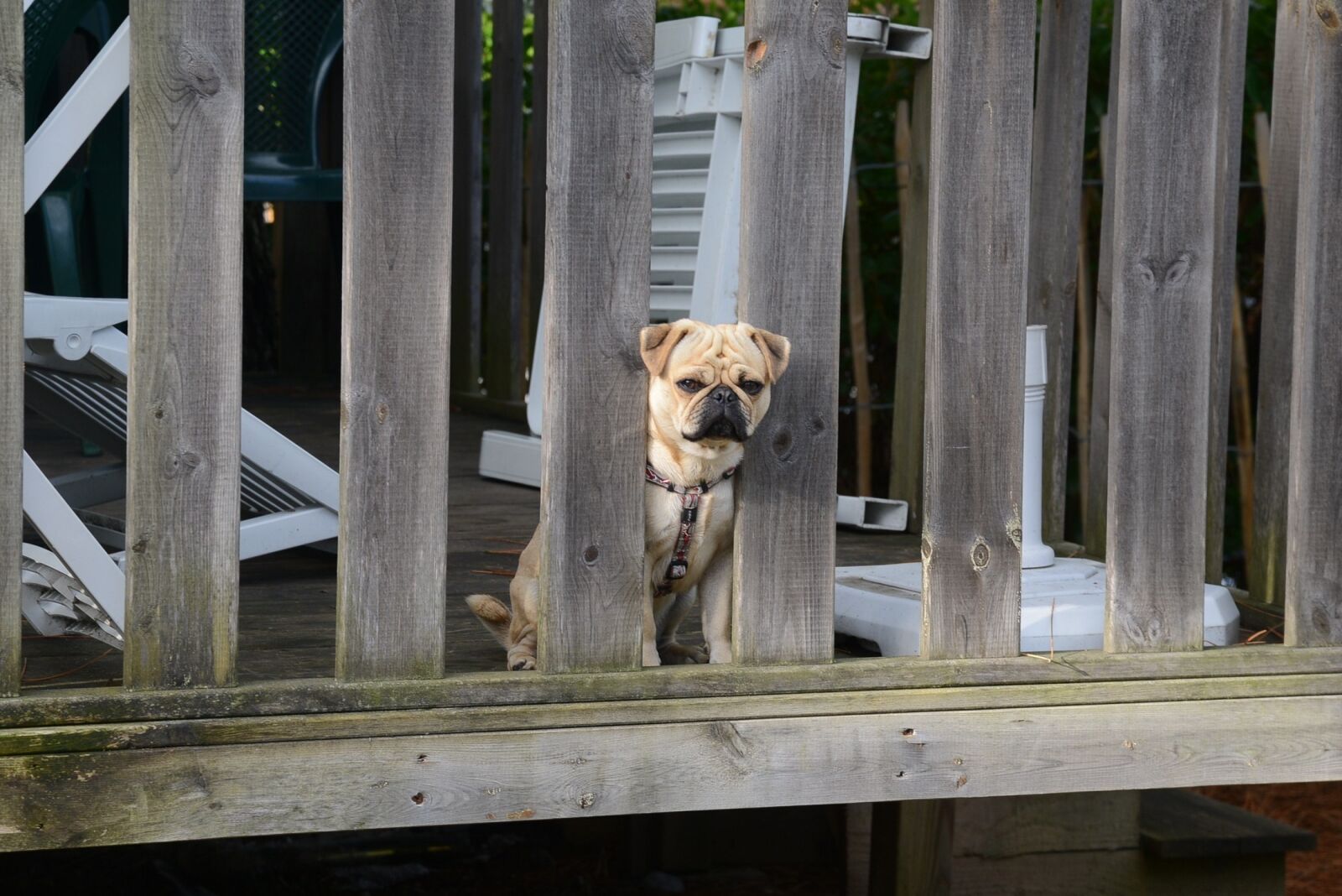 Nikon D800 sample photo. Dog, pug, canine photography