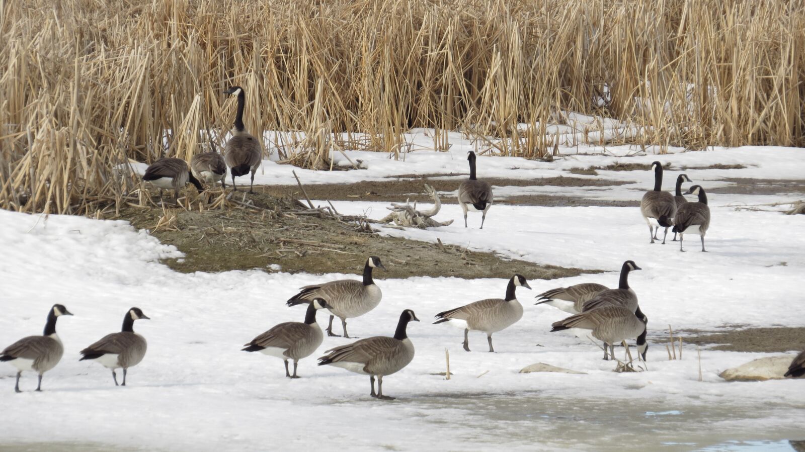 Canon PowerShot SX50 HS sample photo. Birds, geese, canada photography