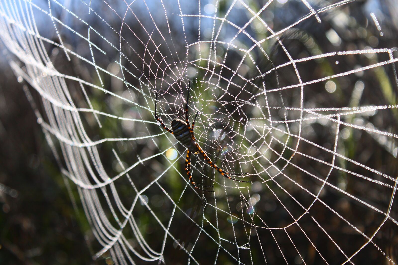 Canon EOS 1100D (EOS Rebel T3 / EOS Kiss X50) sample photo. Spider, spider web, network photography