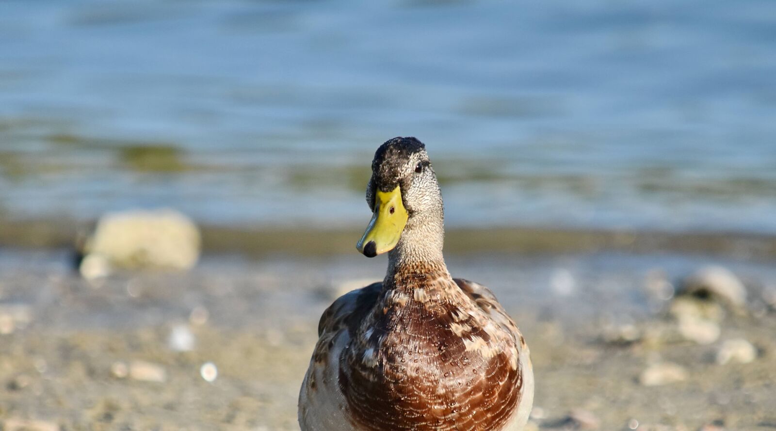 Nikon D5500 sample photo. Curiosity, looking, mallard, portrait photography