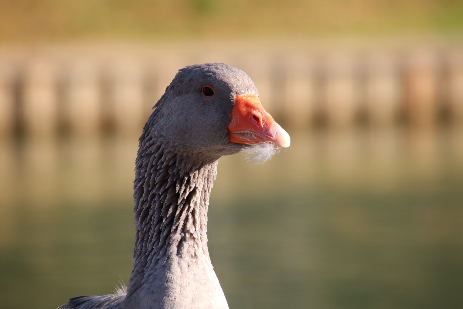 Canon EOS 800D (EOS Rebel T7i / EOS Kiss X9i) sample photo. Geese, goose ashy, young photography