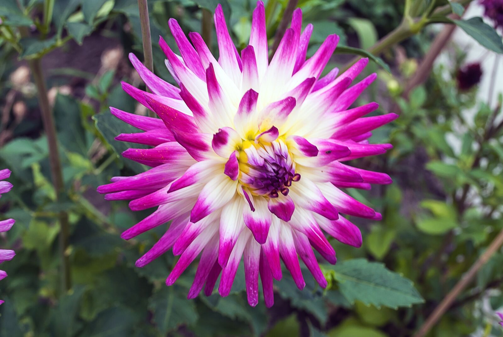 Nikon D3000 sample photo. Dahlia, flower, garden plant photography