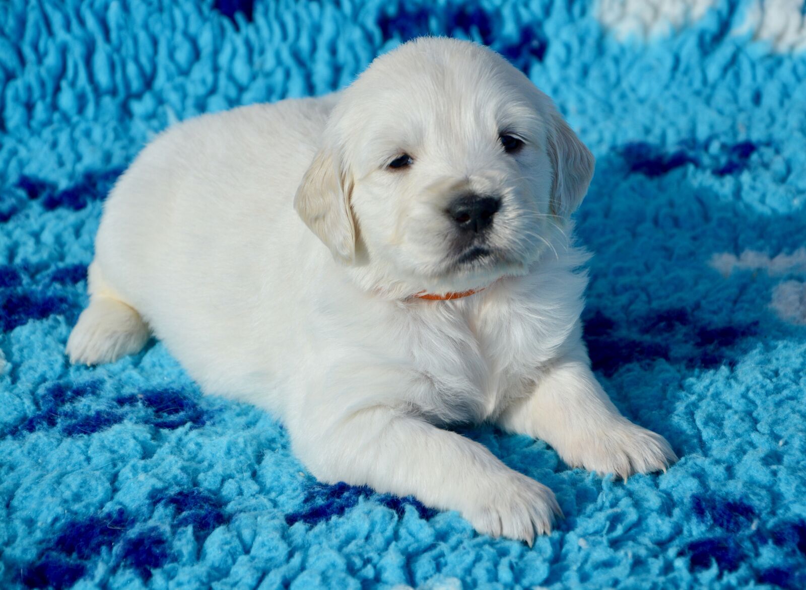 Nikon D5200 sample photo. Dog, golden retriever puppy photography