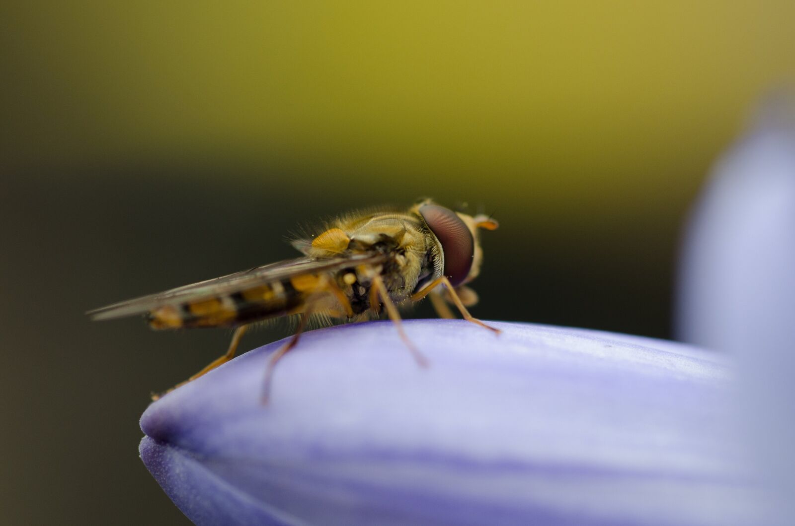 Nikon D7000 sample photo. Hoverfly, hover fly, macro photography