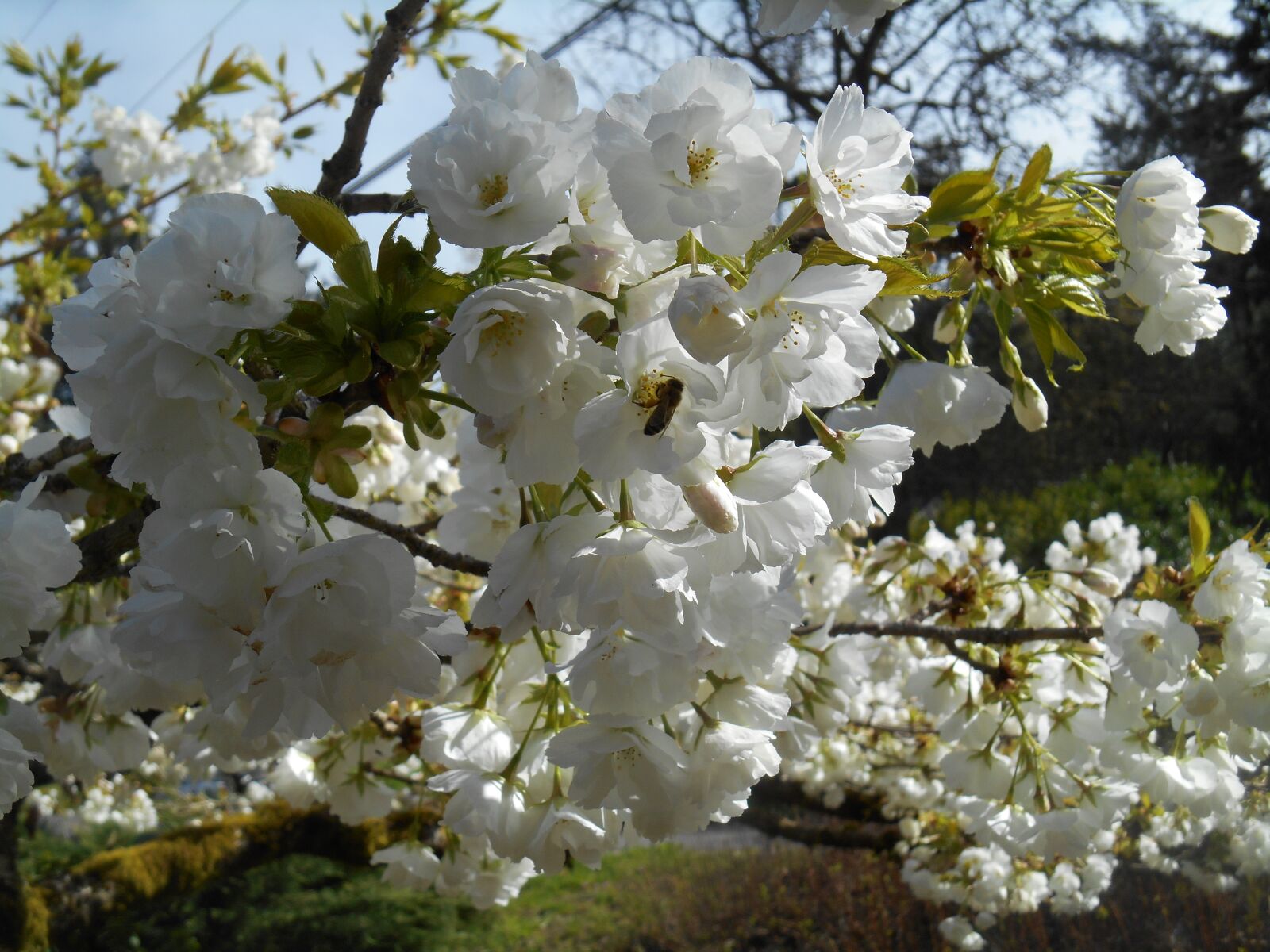 Nikon Coolpix S3500 sample photo. Cherry, tree, blossoms photography