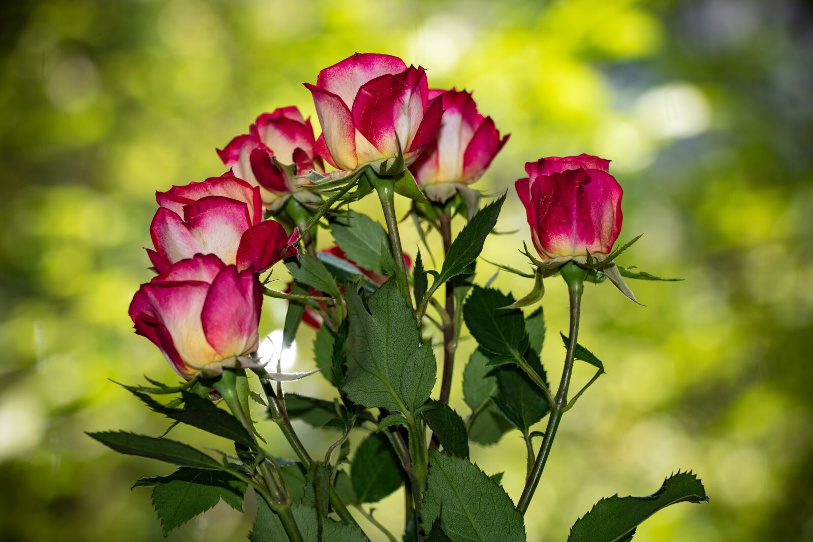Canon EF-S 18-135mm F3.5-5.6 IS USM sample photo. Bouquet, roses, postcard photography