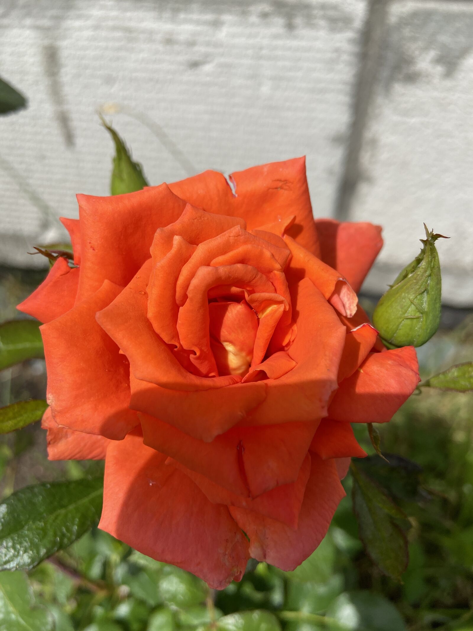 iPhone 11 back dual wide camera 4.25mm f/1.8 sample photo. Rose, flower, roses photography