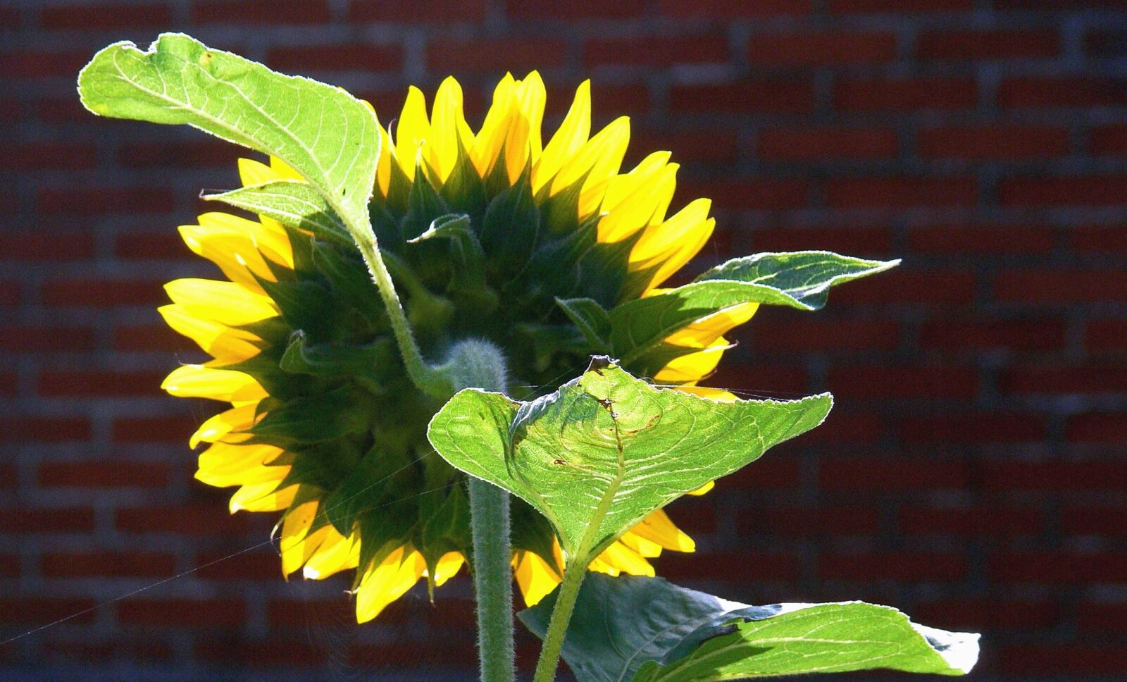 Panasonic DMC-FZ30 sample photo. Sunflower, flower, yellow, leaf photography