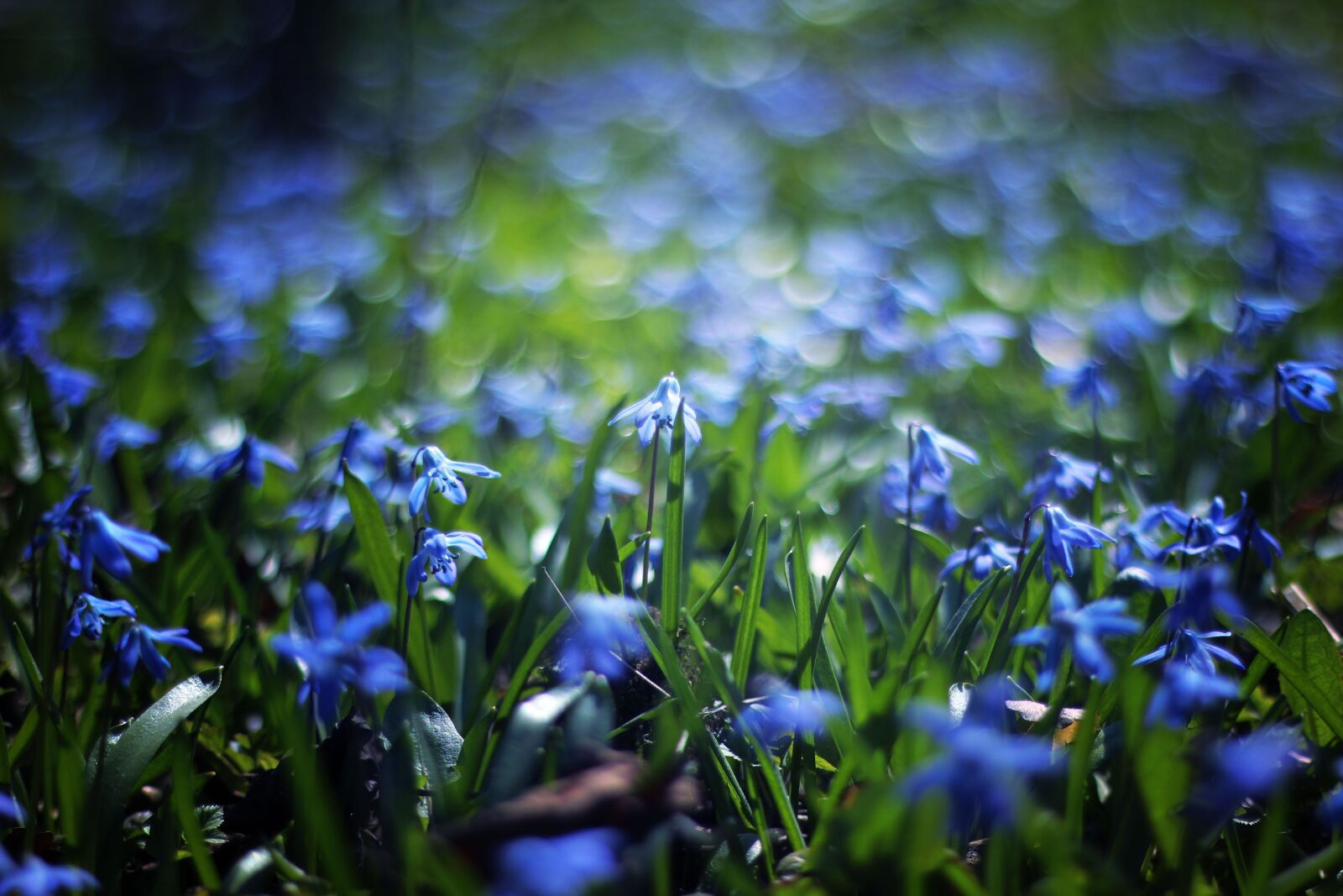 Canon EOS 600D (Rebel EOS T3i / EOS Kiss X5) + Canon EF 50mm F1.8 II sample photo. Blue, petal, flower photography